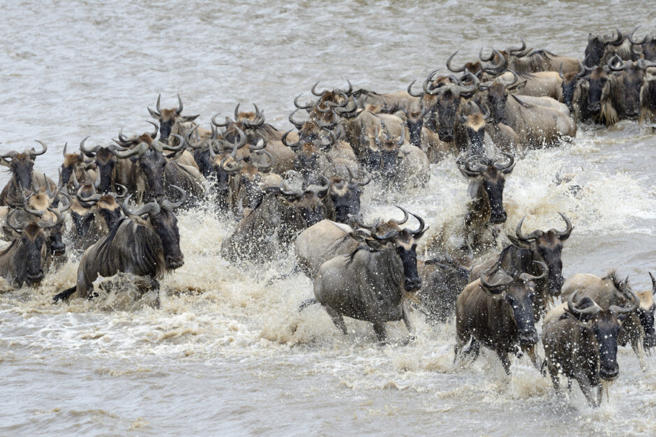 Tanzania Migration Safaris
