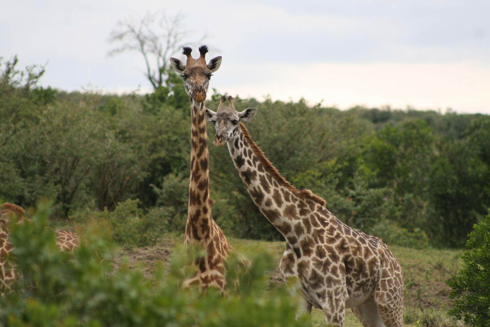 Kenya