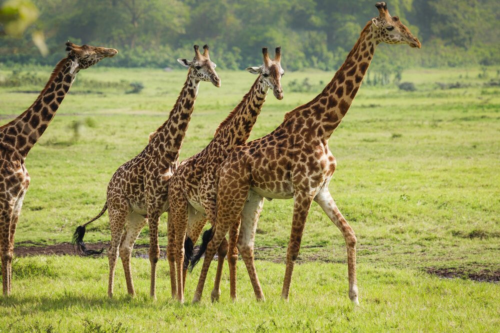 Arusha National Park