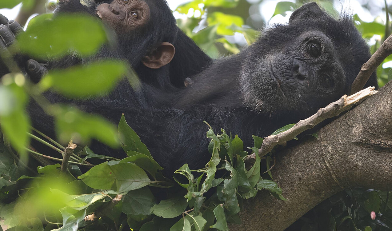 Gombe National Park