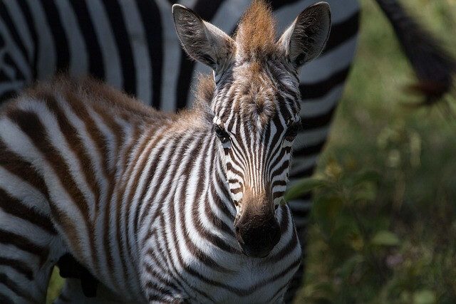 Katavi National Park