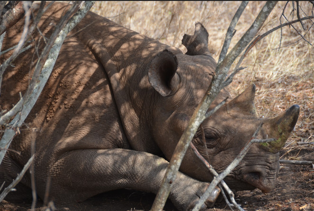 Mkomazi National Park