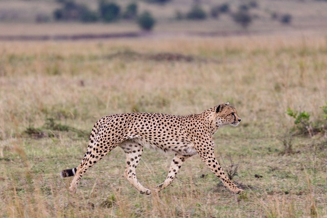 Ruaha National Park