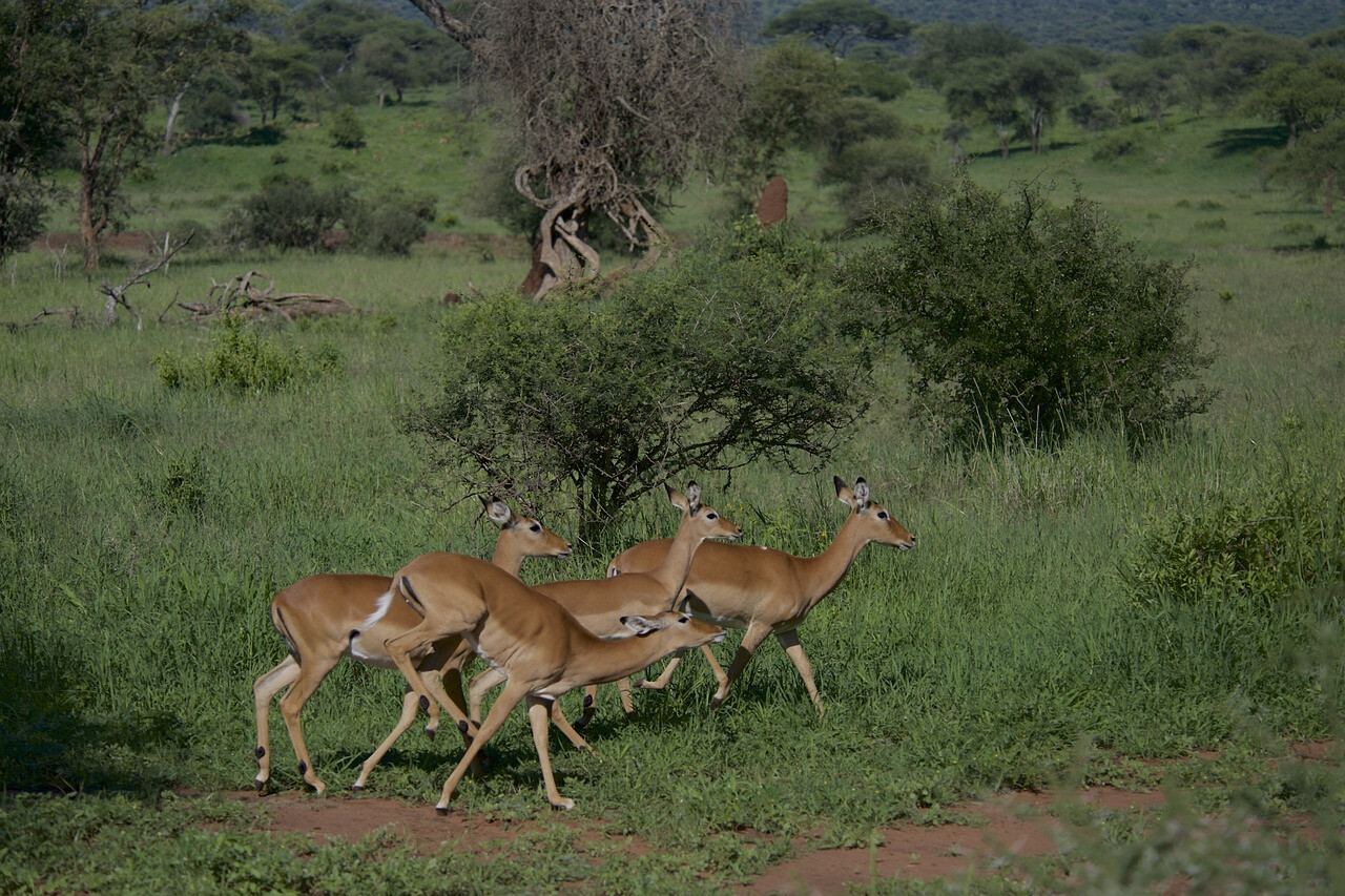safari tanzanie vetements