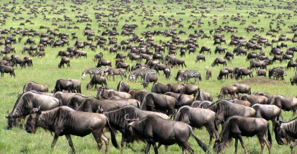The Great Wildebeest Migration.